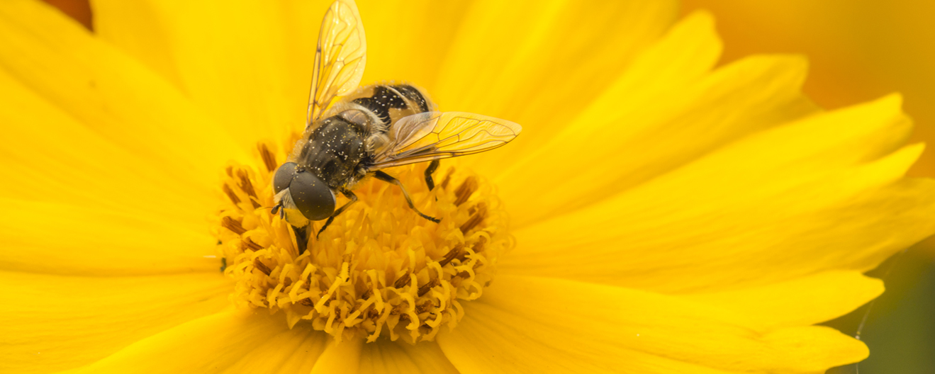 Anima Strath για μέλισσες